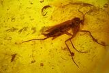Fossil Ant (Formicidae) & Three Flies (Diptera) in Baltic Amber #173697-4